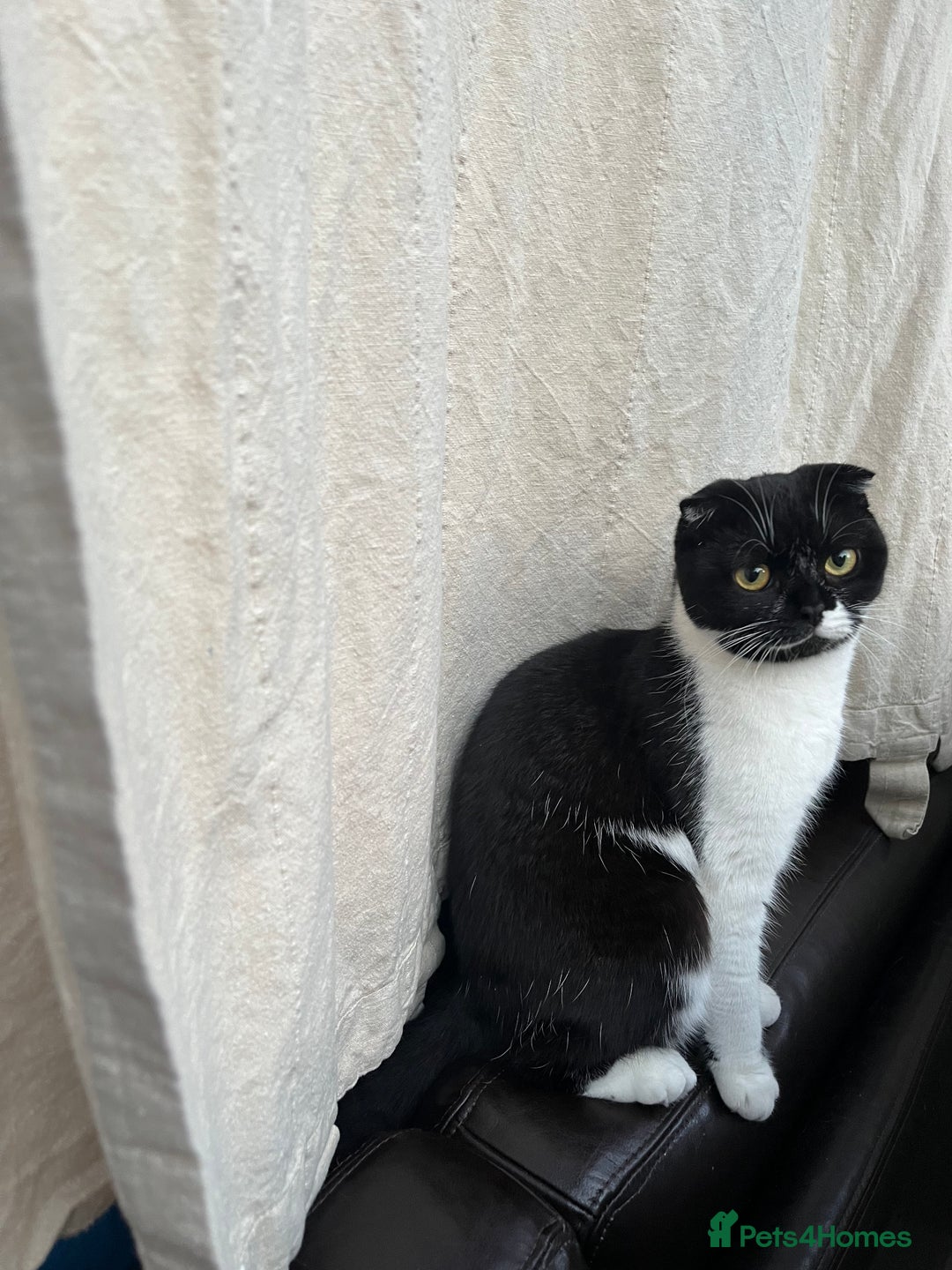 Scottish Fold cats for sale: Two beautiful floppy ear kittens for sale - Advert 6