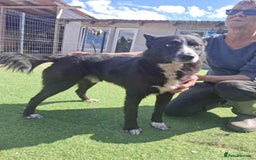 Mixed Breed dogs for adoption: BUCK  - Image 3
