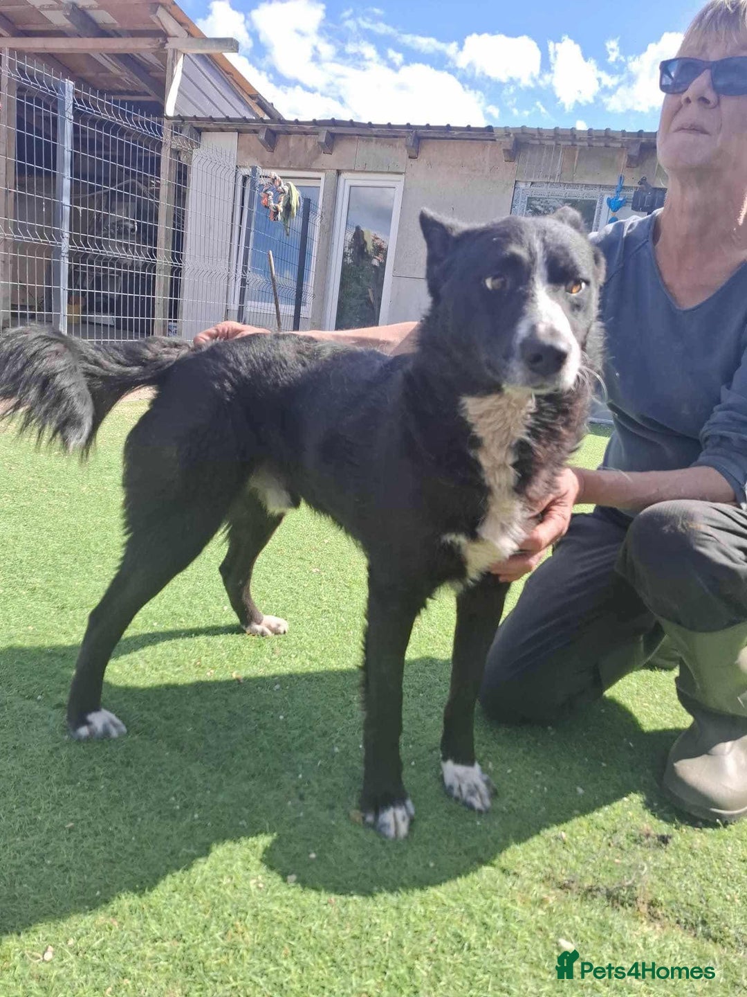Mixed Breed dogs for adoption: BUCK  - Image 3