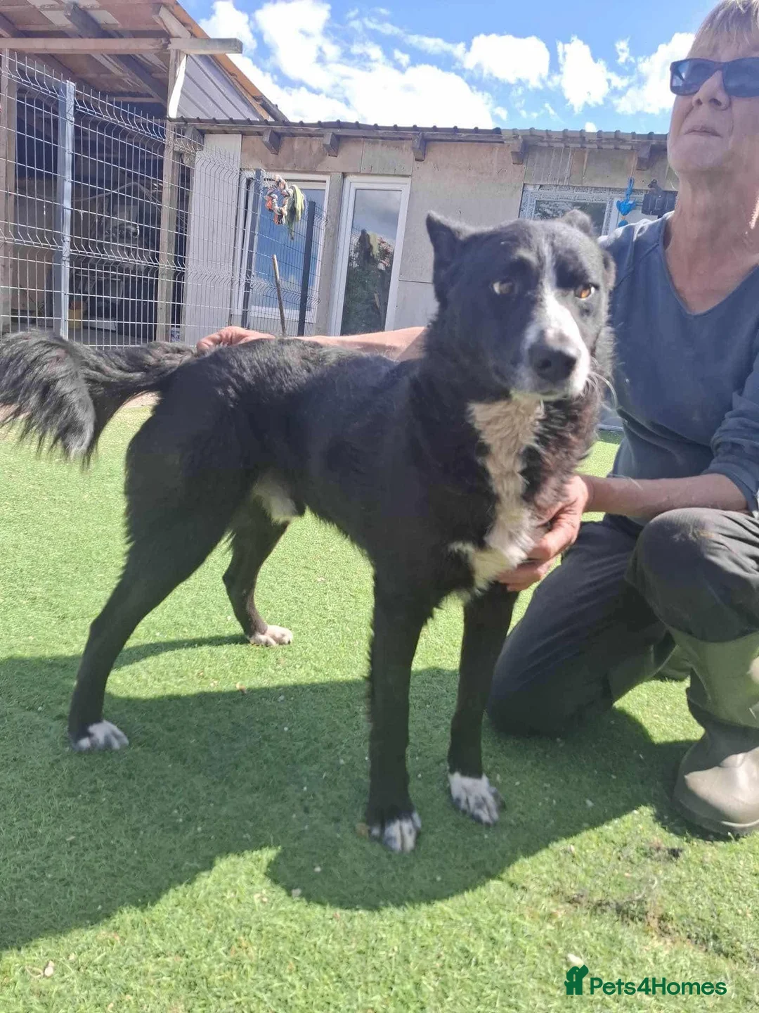 Mixed Breed dogs for adoption: BUCK  - Advert 3