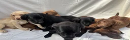 Labrador Retriever dogs for sale: Gorgeous Labrador puppies  - Advert 24