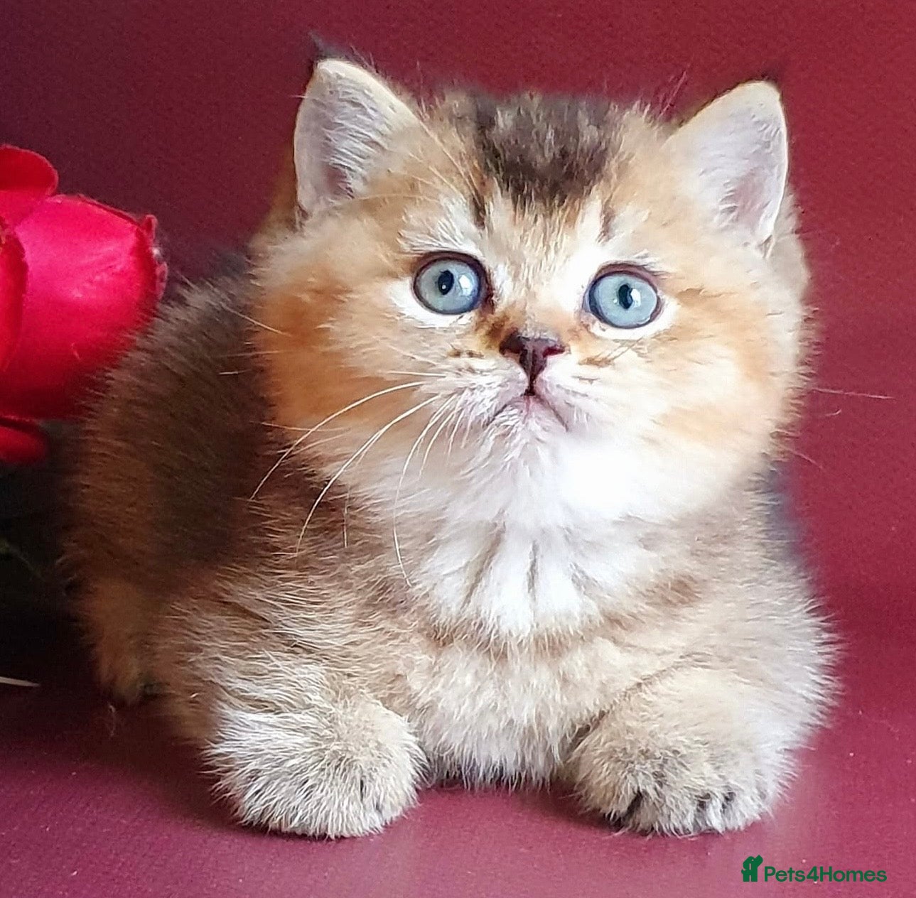 British Shorthair cats for sale: Stunning golden shaded British shorthair kitten - Advert 4