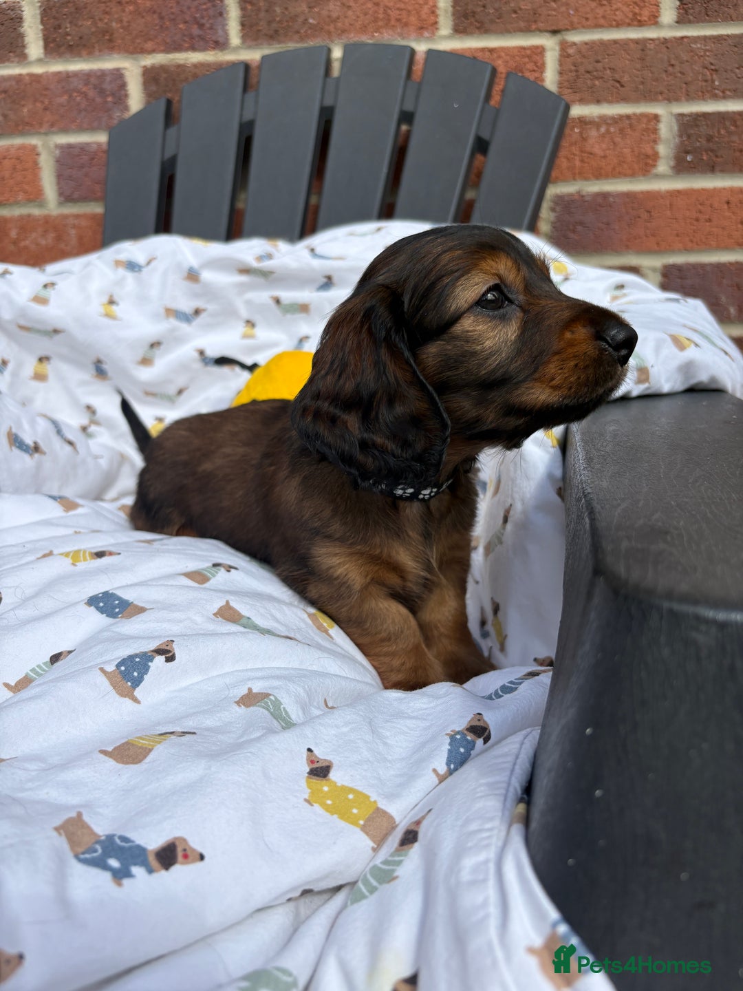 Miniature Dachshund dogs for sale: Amazing Champ Bloodlines Mini Dachshunds ✨ - Image 6