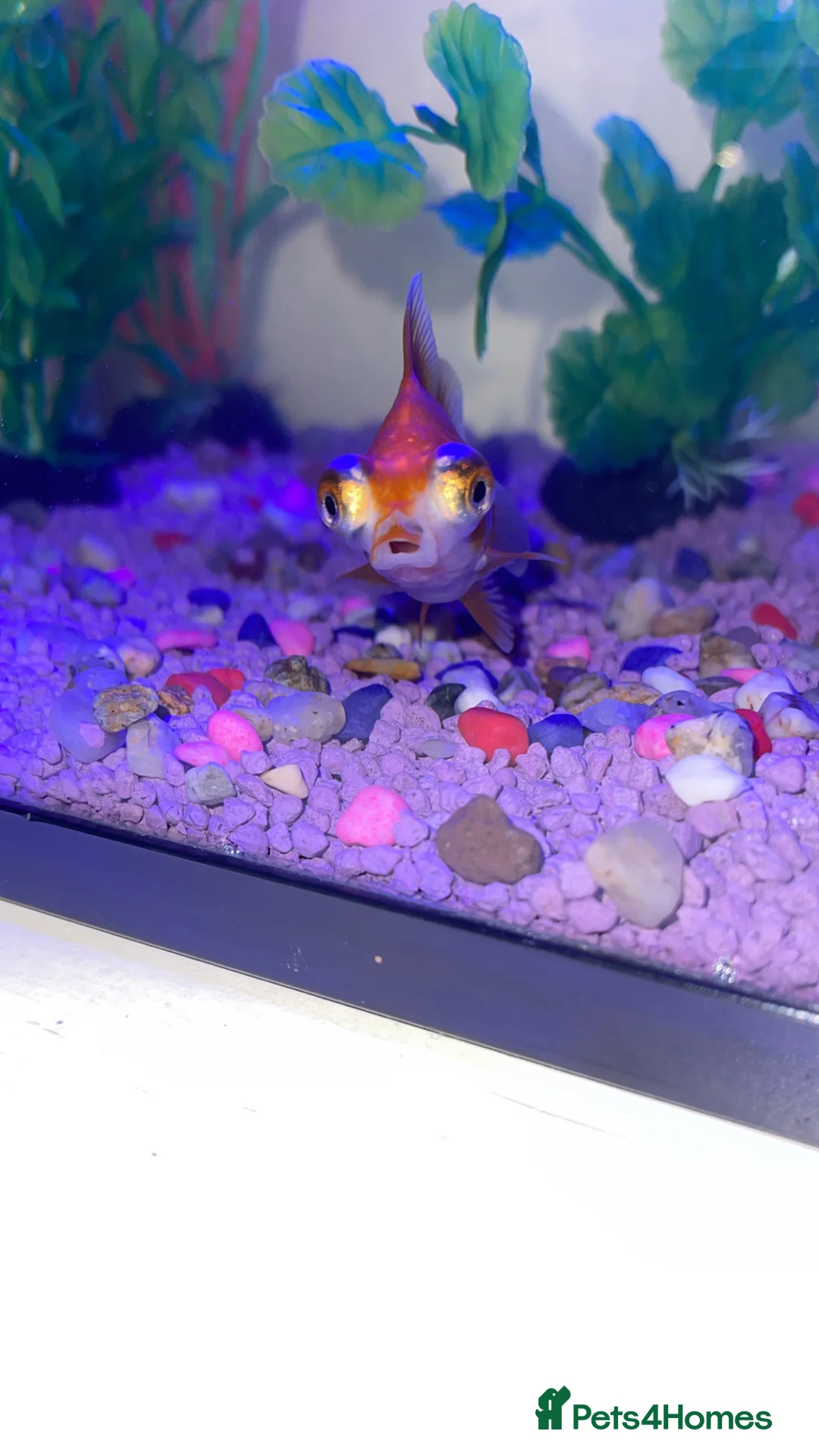 Fancy Goldfish fish for sale: Telescope goldfish for sale  - Advert 2