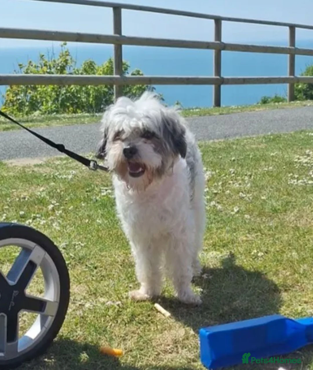 Cavapoo dogs for sale: Please read full description yorkie cava poo male  - Advert 4