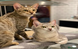 Savannah cats for sale: Stunning Savannah cats for sale - Image 5