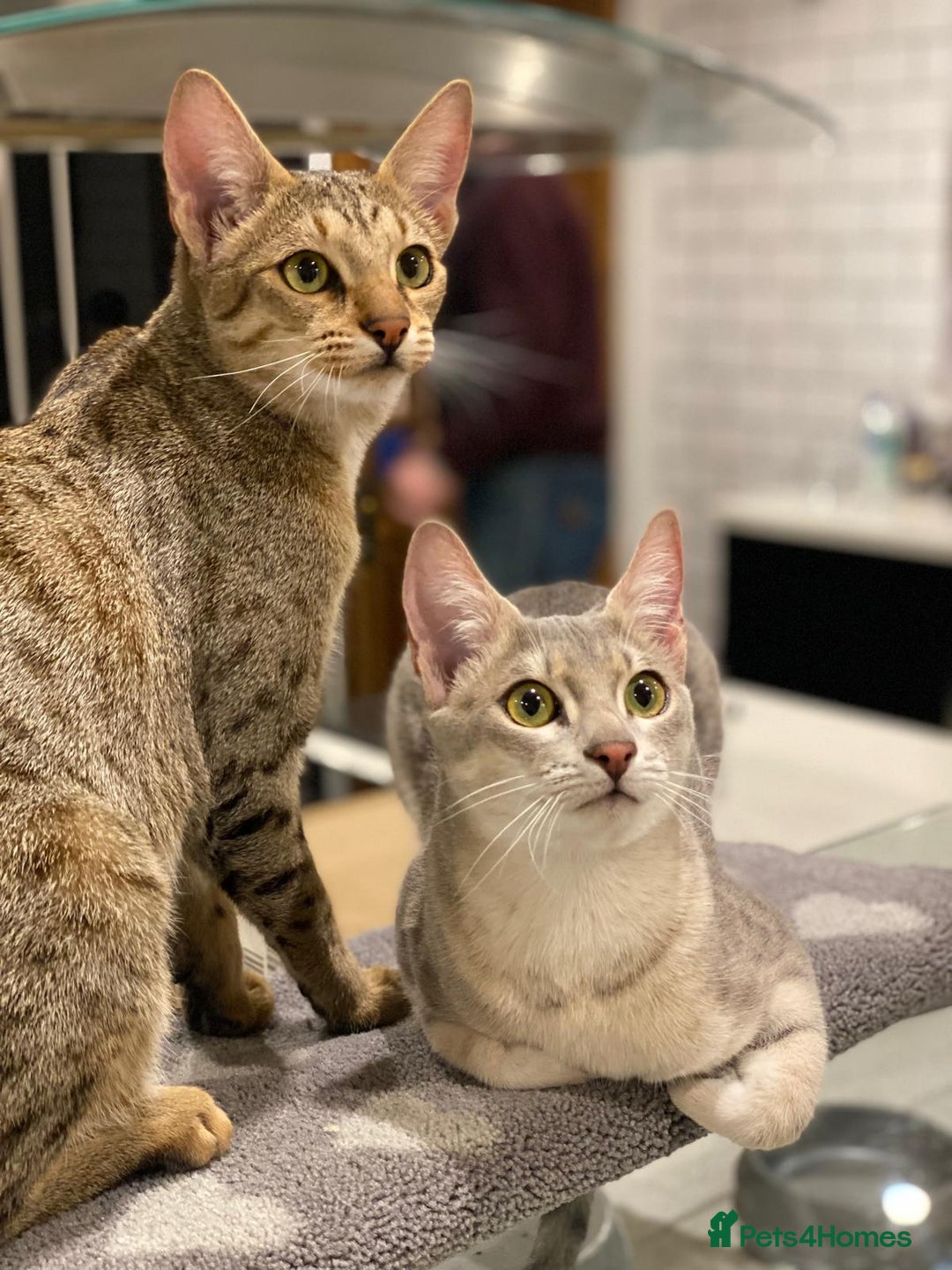 Savannah cats for sale: Stunning Savannah cats for sale - Image 5