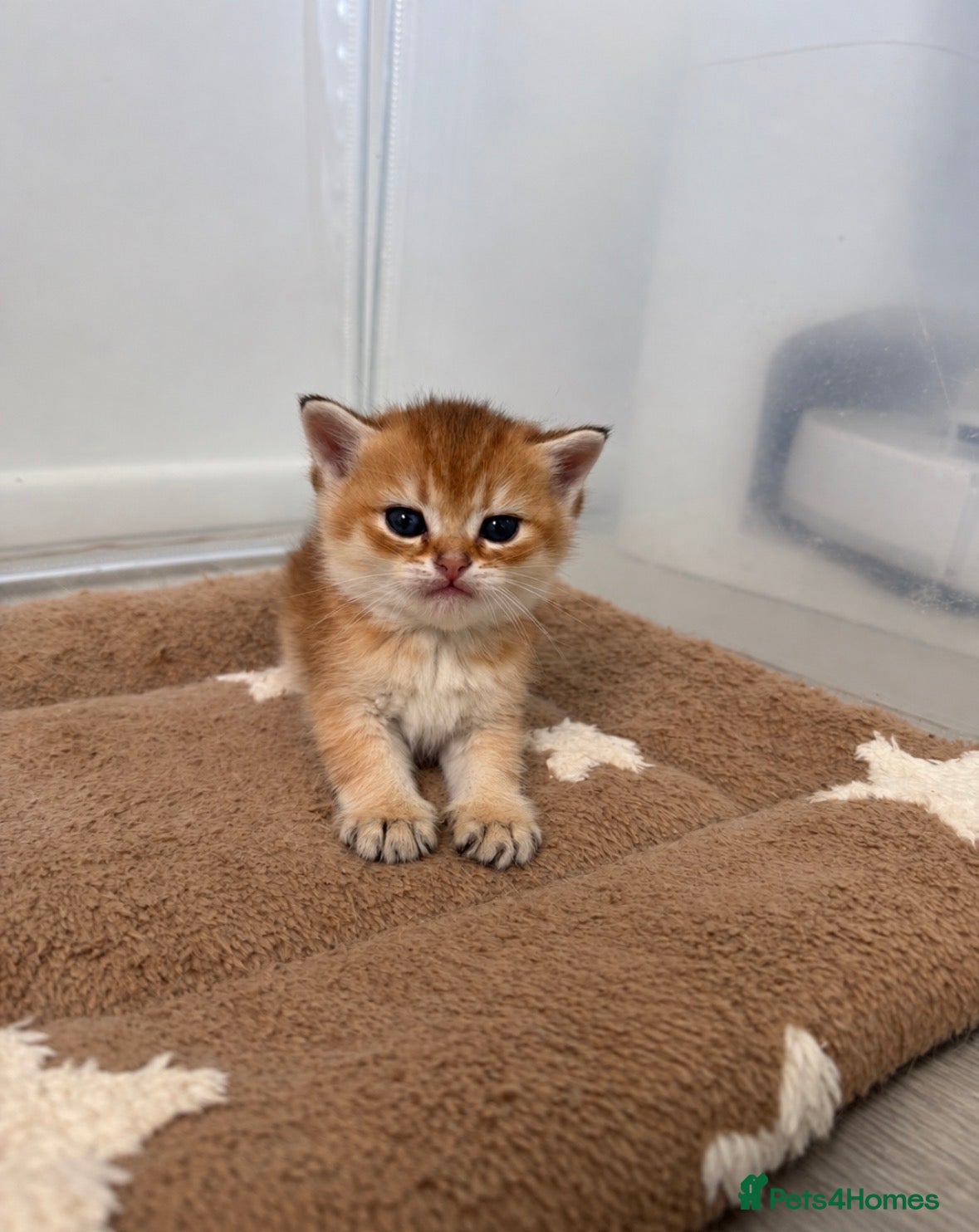 Scottish Fold cats Scottish Kittens Looking for Their Forever Homes  - Advert 2