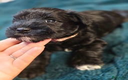 Miniature Schnauzer dogs for sale: 3 puppys left -KC - Miniature Schnauzer Puppies - Image 35