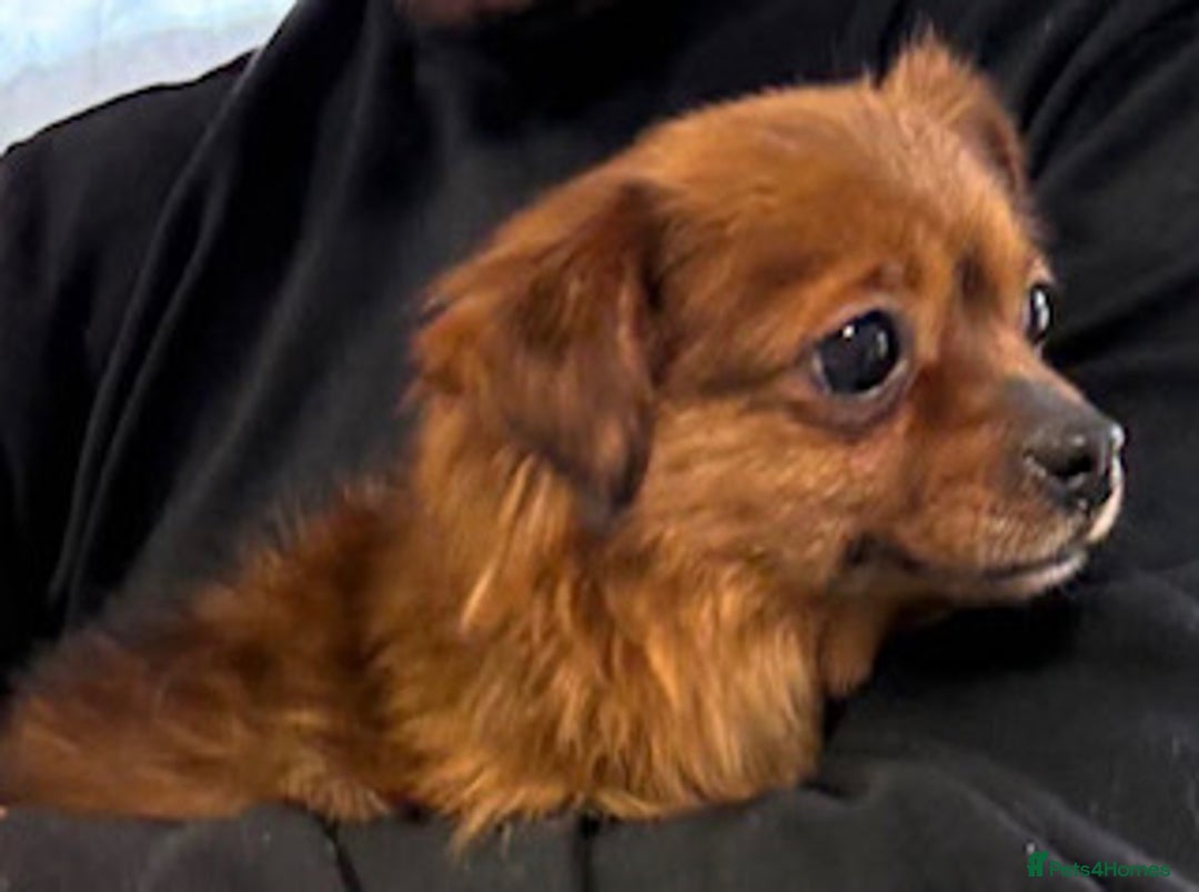 Mixed Breed dogs for adoption: Tiny Minxy - Image 2