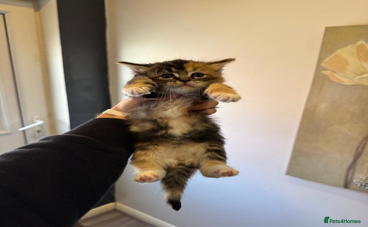 Mixed Breed cats for sale - Advert 1