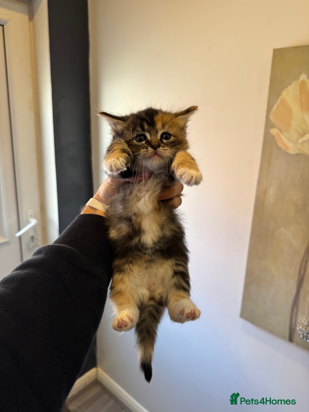 Mixed Breed cats for sale: kittens - Image 1