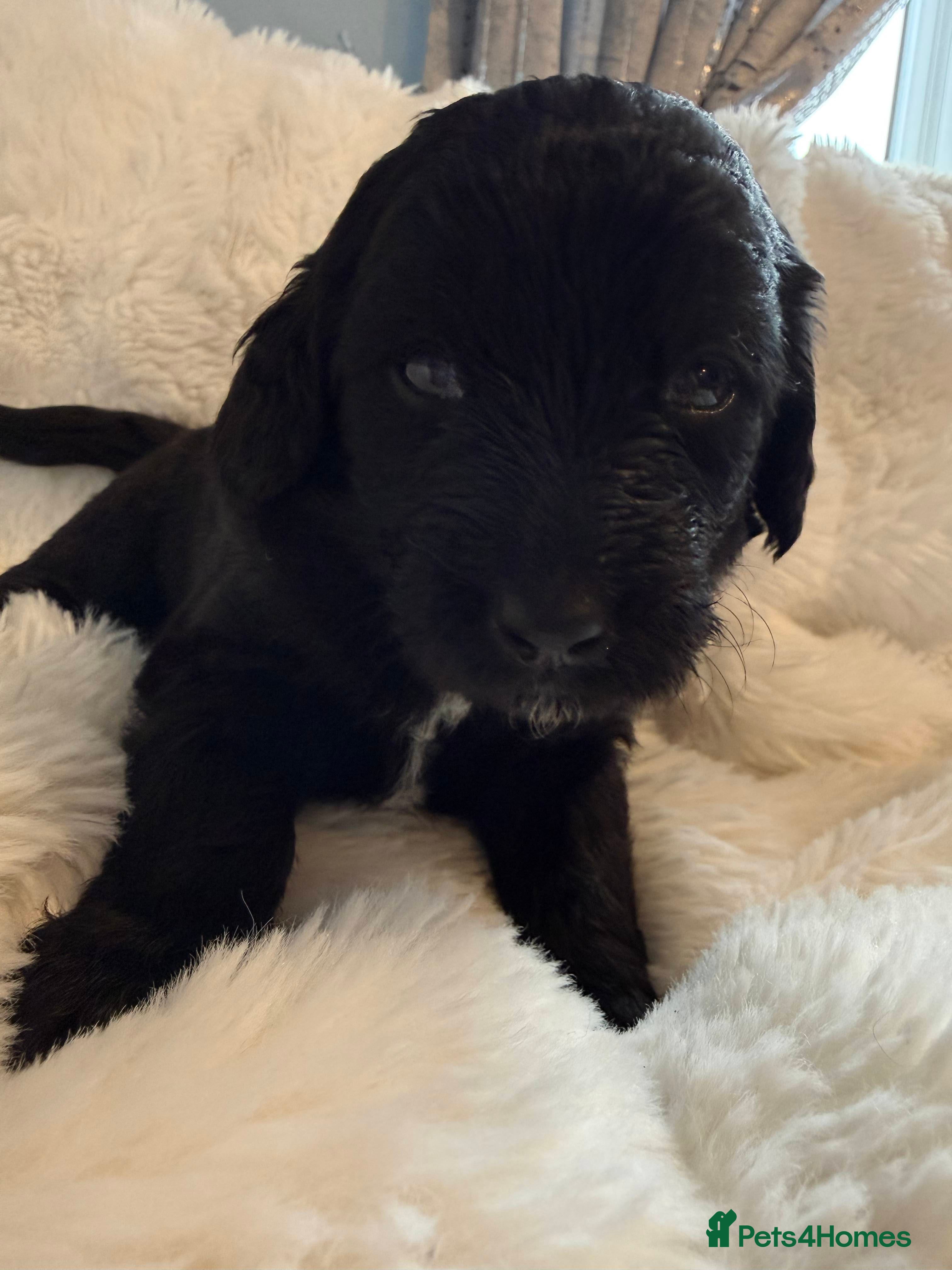 Labradoodle dogs F1B Labradoodle puppies - Advert 2