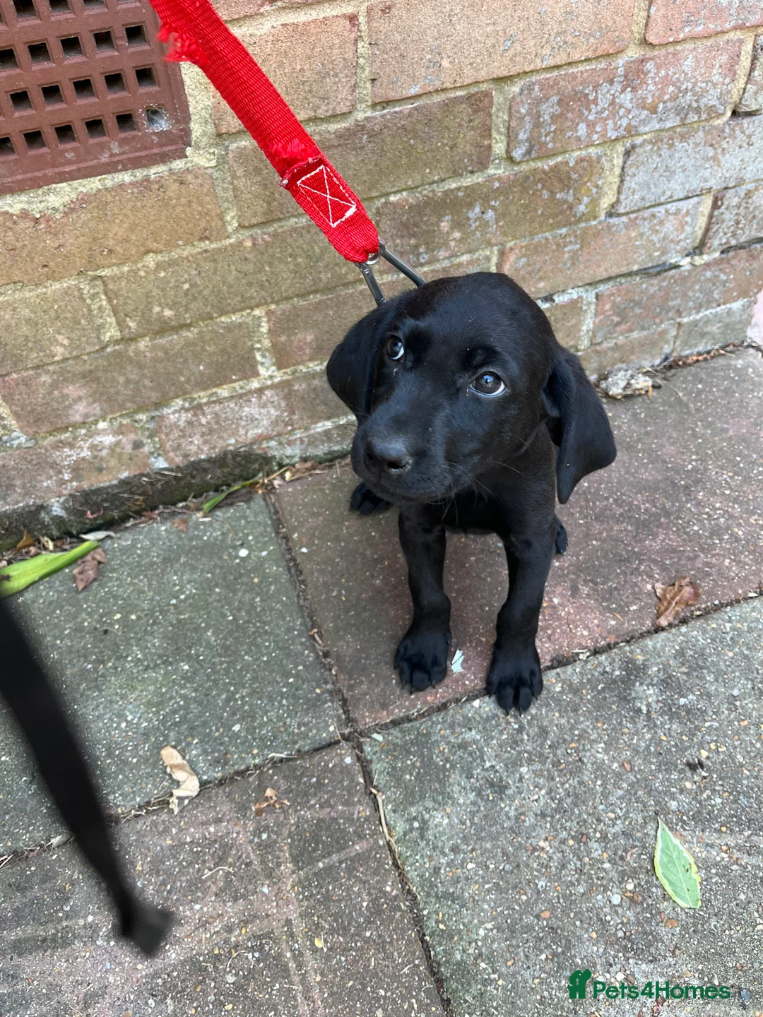 Labrador Retriever dogs for sale: Labrador puppies - Advert 3