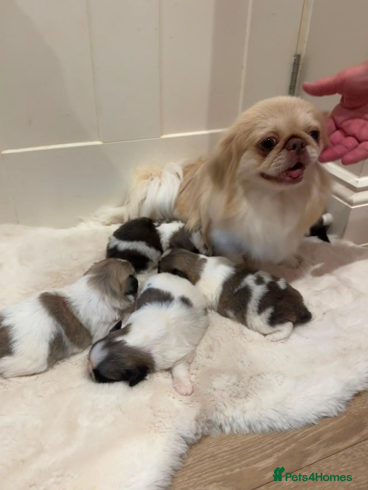 Pekingese dogs Rare Coloured Pekingese Puppies – Exceptional 🐾🐾 - Advert 1