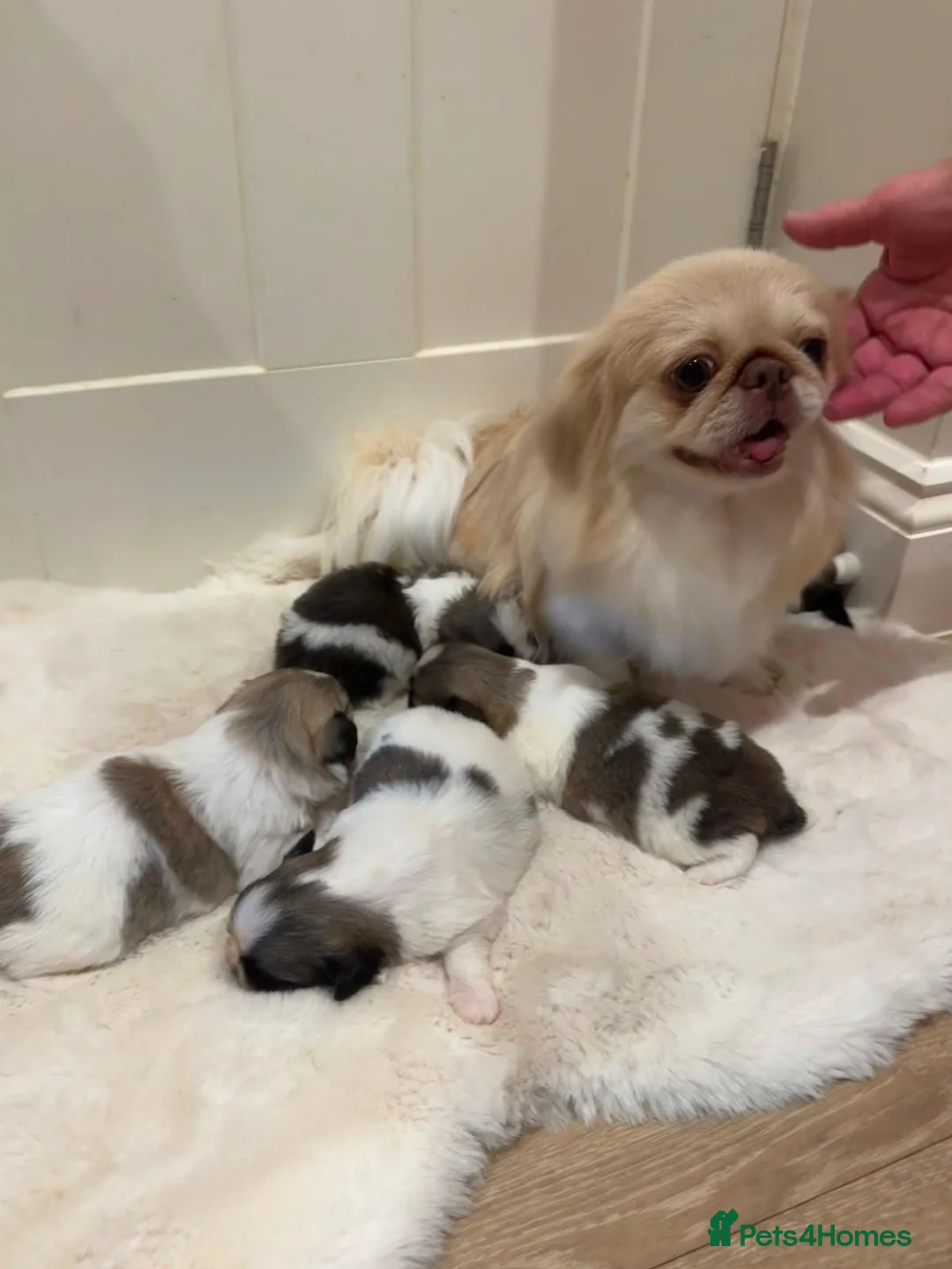 Pekingese dogs for sale: Rare Coloured Pekingese Puppies – Exceptional 🐾🐾 - Advert 1