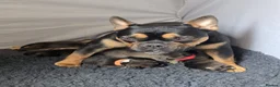 Mixed Breed dogs for sale: 8 Bullpei x French BullDog puppies for sale  - Advert 3