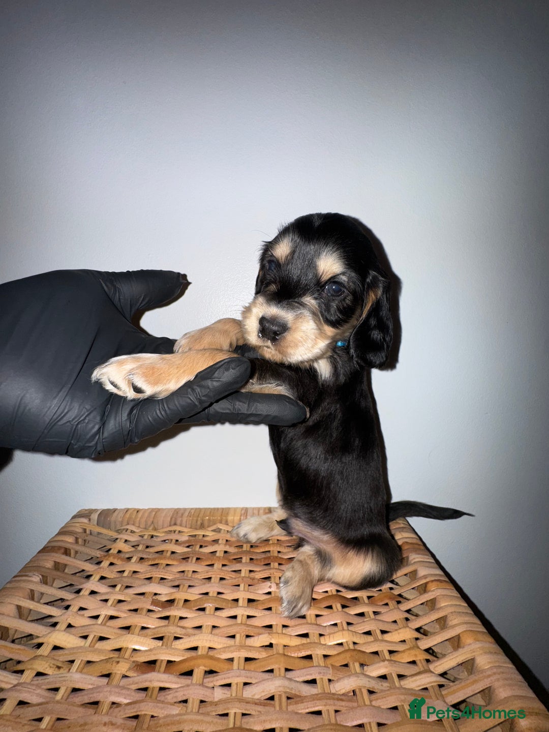 Cocker Spaniel dogs for sale: Show Cocker spaniel puppy’s 5 weeks old  - Advert 2
