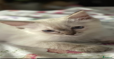 Ragdoll cats - Advert 4