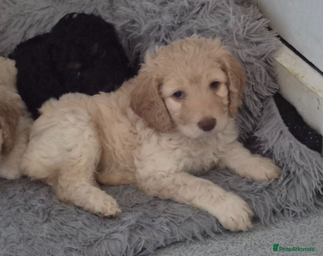 Cockapoo dogs Five F1 gorgeous Cockapoos mother & father present - Advert 18