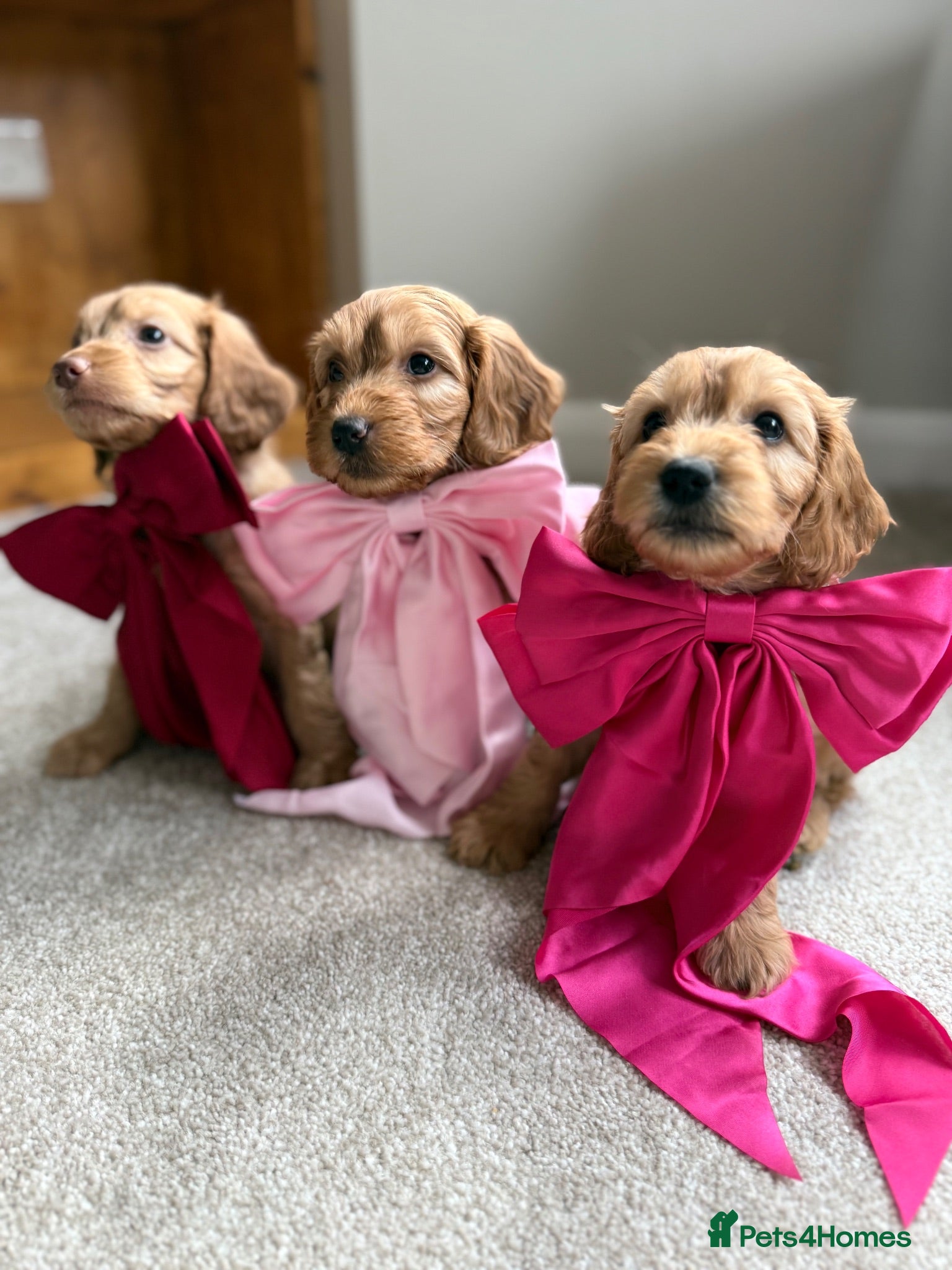 Cockapoo dogs Cockapoo puppies 2 Girls available  - Advert 14