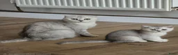 Scottish Fold cats for sale: STUNNING PEDIGREE LITTLE GIRL REMAINING - Advert 2