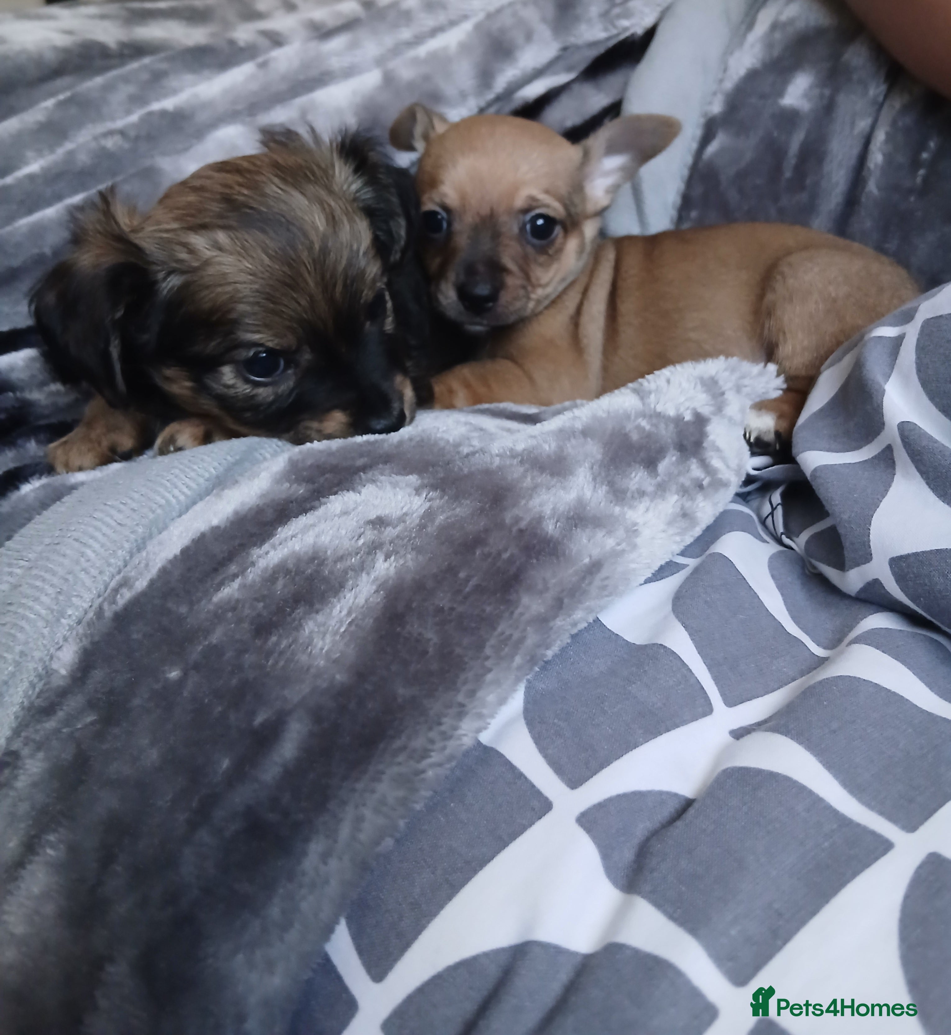 Chihuahua dogs 2 left Stunning tiny chihuahua pups  - Advert 1