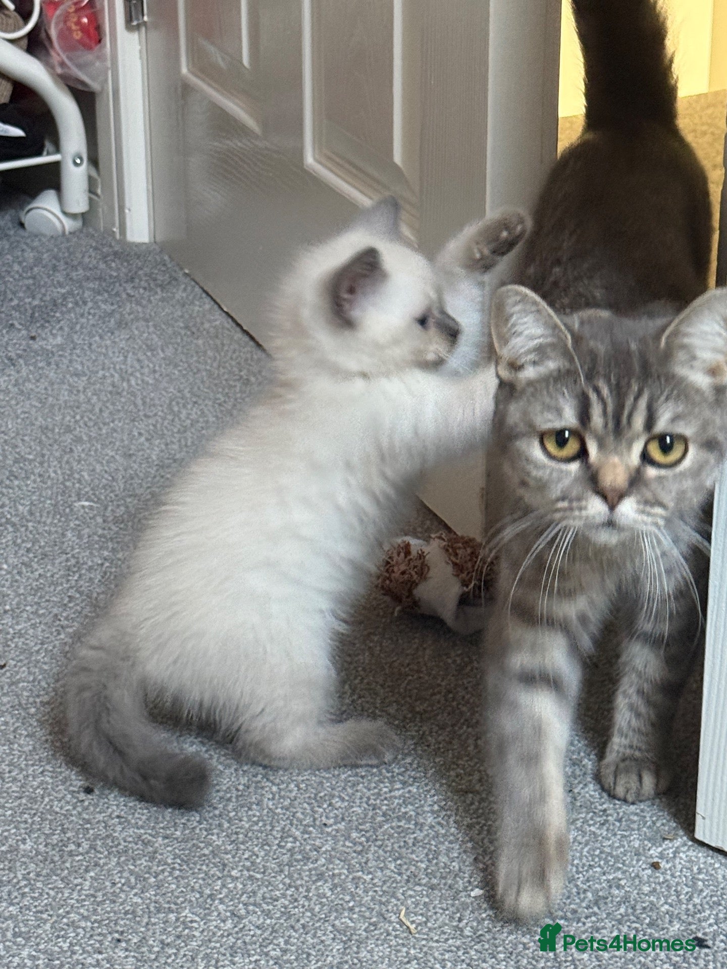 British Shorthair cats Two female 3/4 British shorthair  - Advert 7