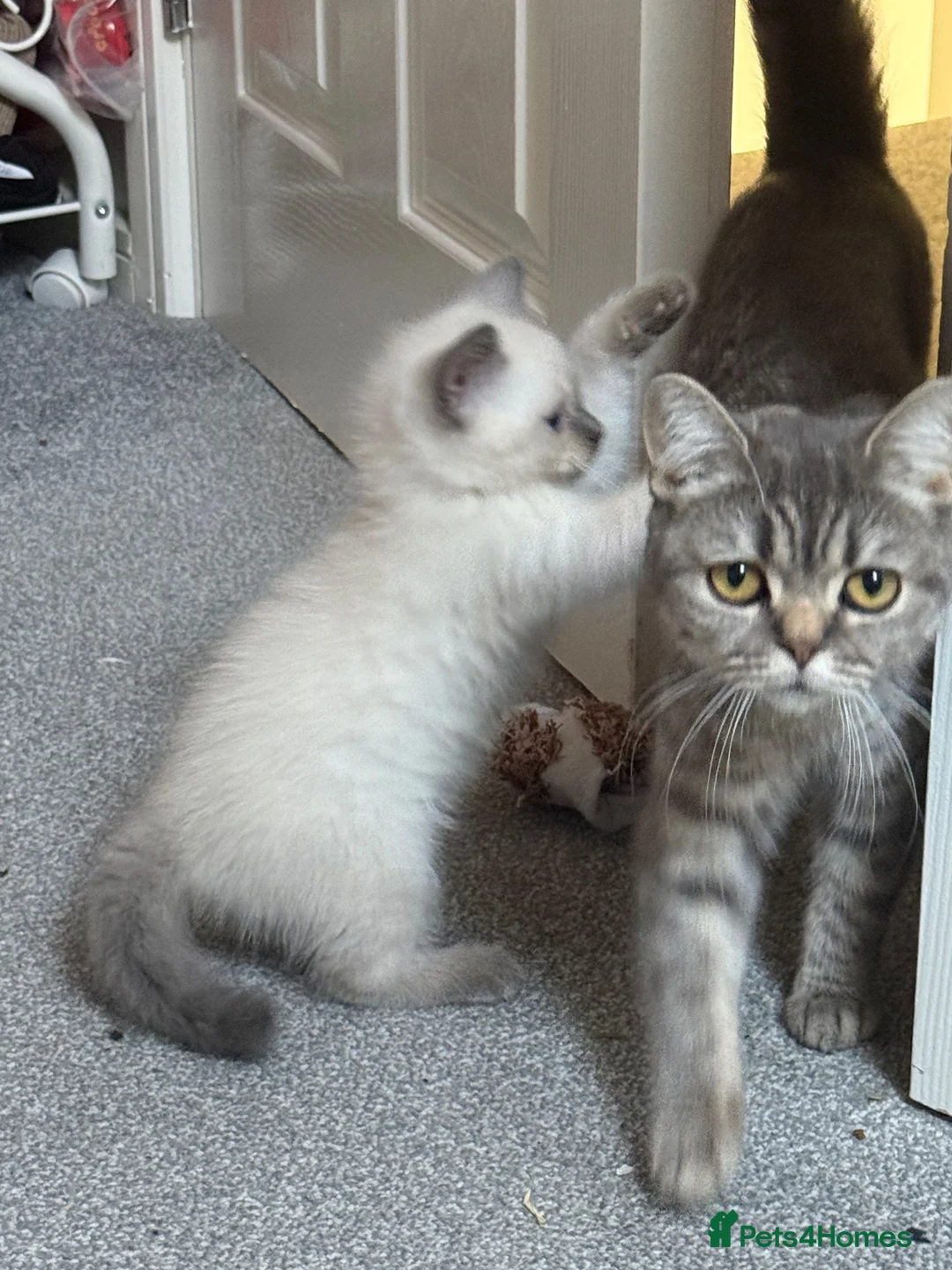 British Shorthair cats for sale: Two female 3/4 British shorthair  - Advert 1