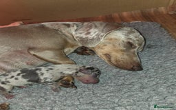 Miniature Dachshund dogs for sale: KC Registered Gorgeous Silver & Tan Dapple Girl  - Image 7