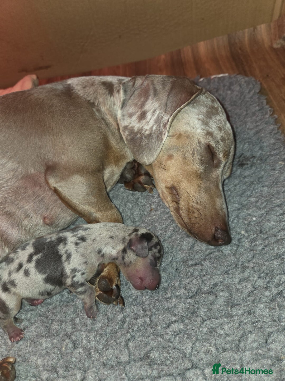 Miniature Dachshund dogs for sale: KC Registered Gorgeous Silver & Tan Dapple Girl  - Image 7