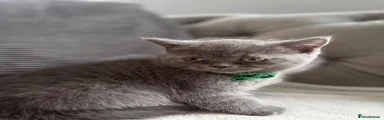 British Shorthair 4