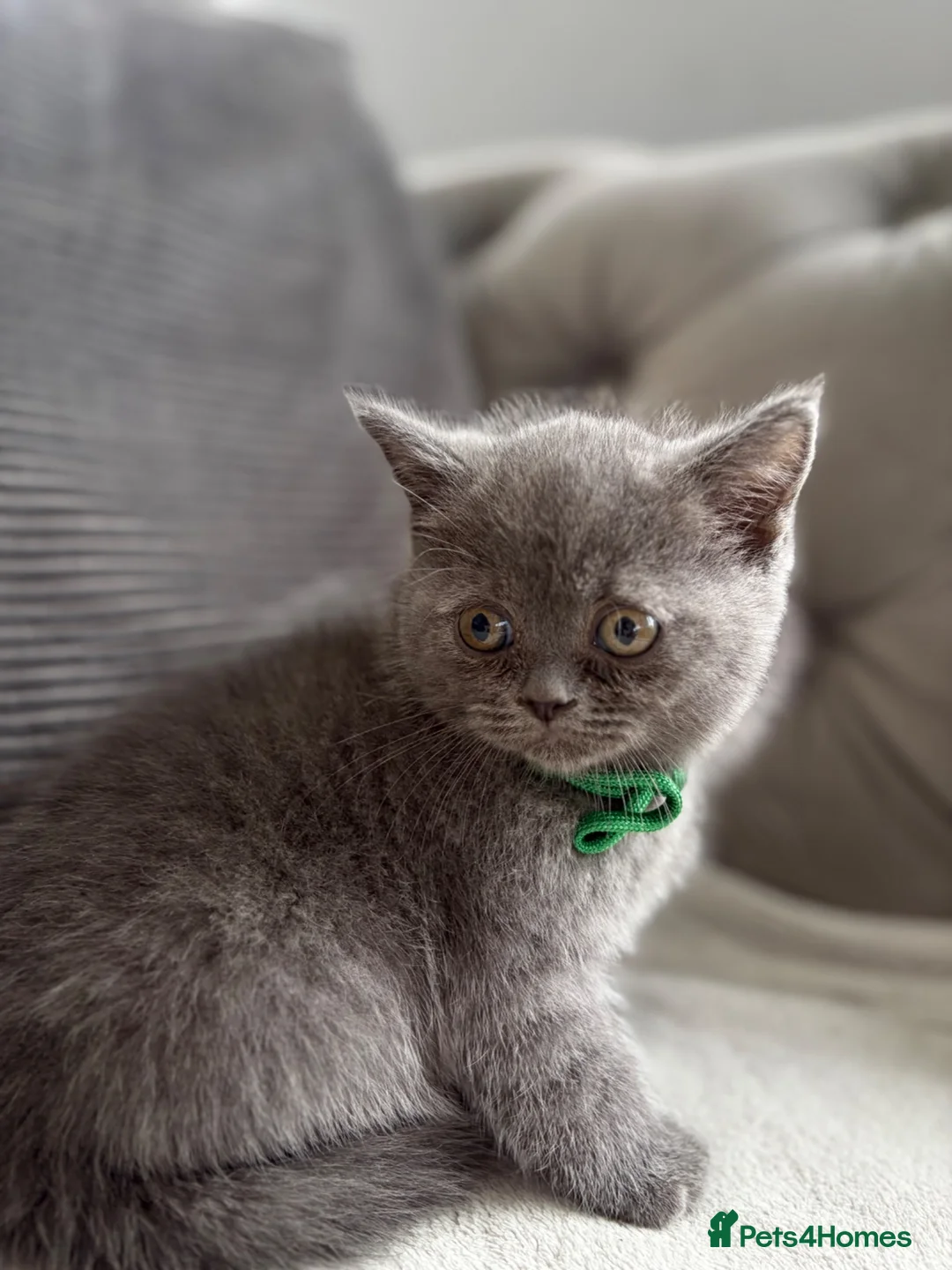 British Shorthair cats for sale: Stunning MALE BSH kitten ready now!  - Advert 25