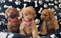 Cockapoo dogs for sale: Stunning Fox Red f1 cockapoo puppies  - Image 6