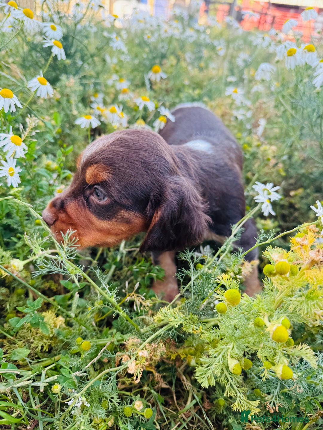 Cocker Spaniel dogs for stud: Cracking cocker spaniel for Stud  - Advert 4