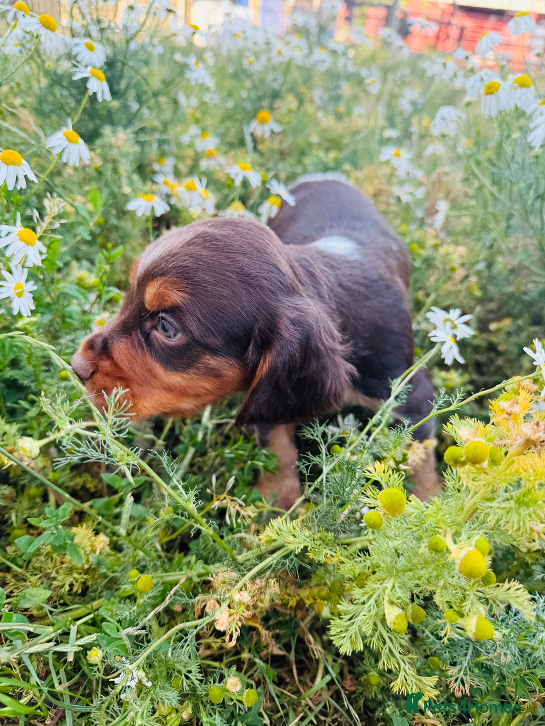 Cocker Spaniel dogs for stud: Cracking cocker spaniel for Stud  - Advert 4