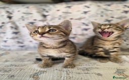 Maine Coon cats for sale: Maine coon x kittens - Image 2