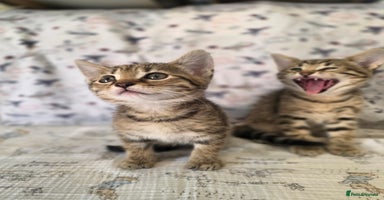 Maine Coon cats - Advert 10