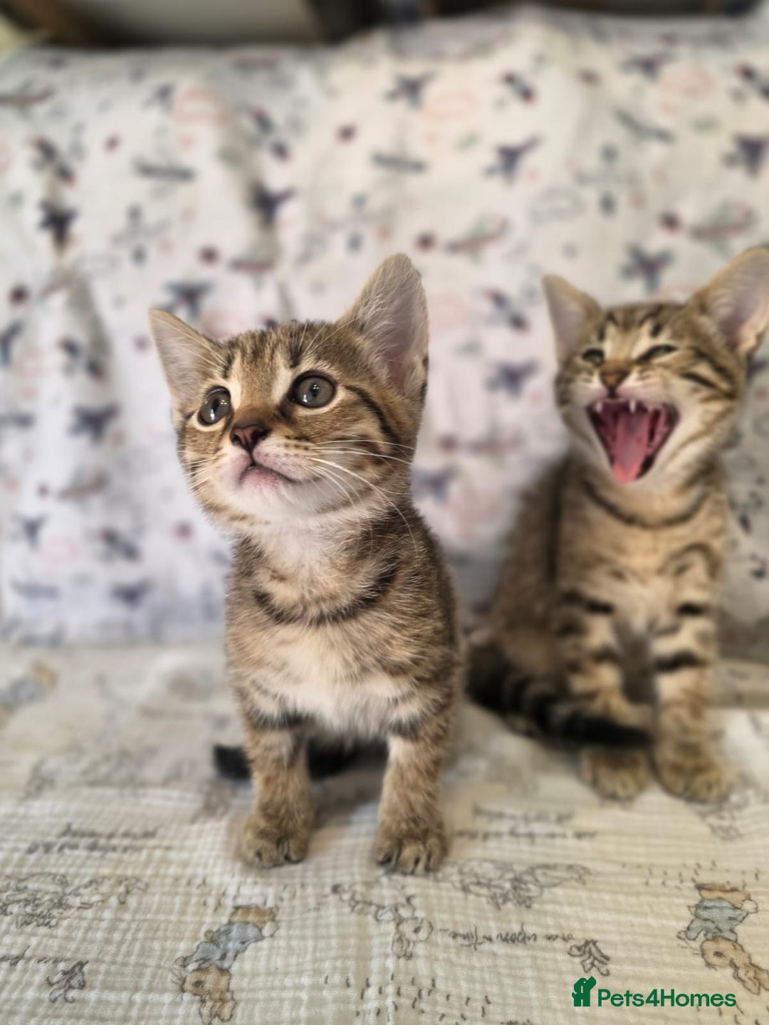 Maine Coon cats for sale: Maine coon x kittens - Image 2