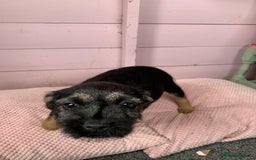 Border Terrier dogs for sale: Border terrier pups - Image 8