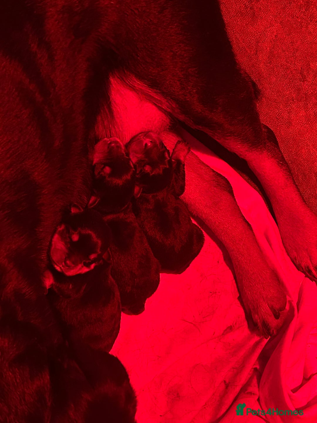 Rottweiler dogs for sale: Big and chunky kc Rottweiler puppy’s for sale  - Advert 11