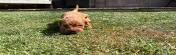 Cavapoo dogs for sale: Cavapoo puppies  - Advert 18
