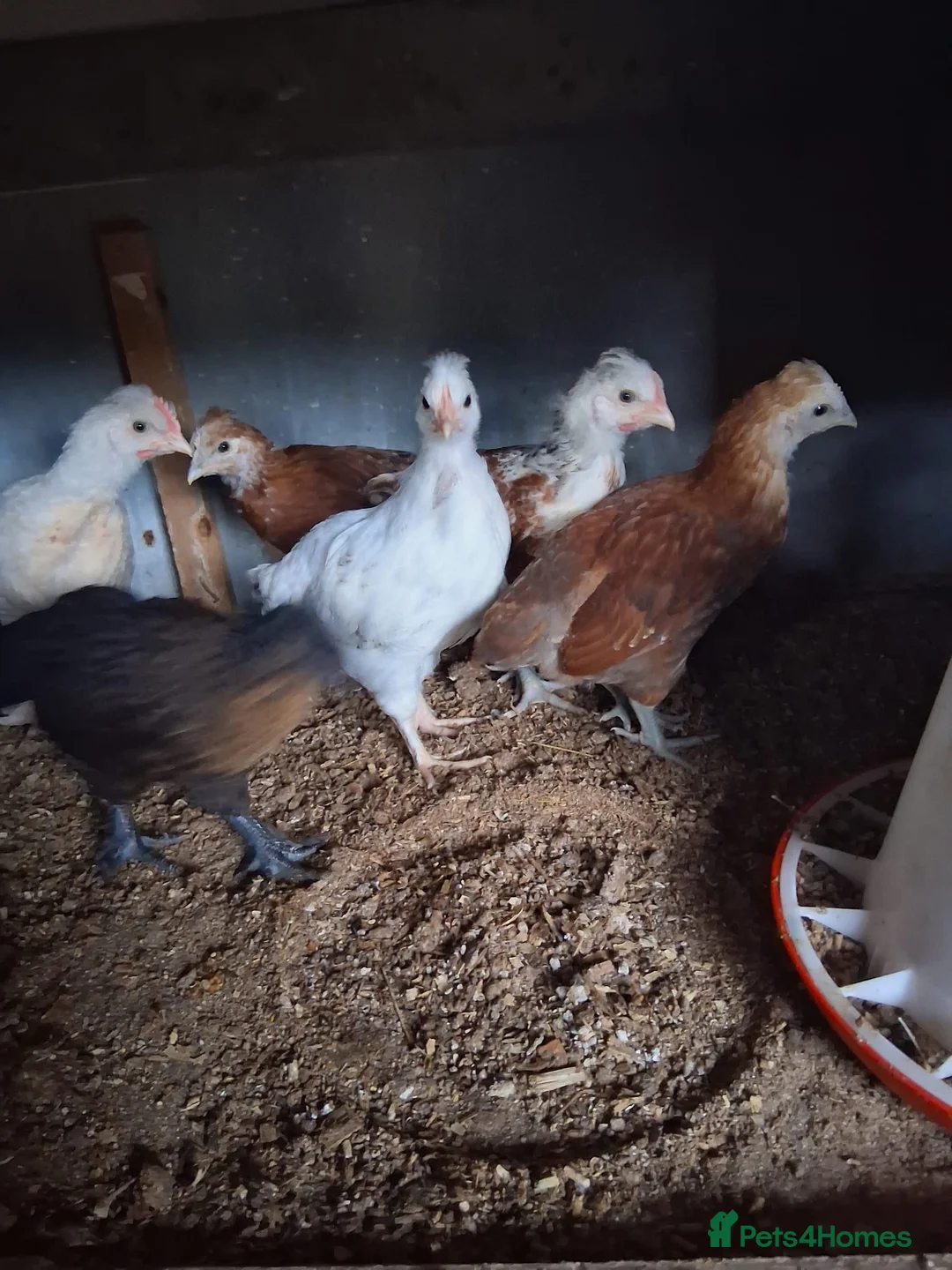 Chickens poultry for sale: 6 chickens  - Advert 1