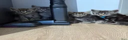 Mixed Breed cats for sale: 🐾 6 Beautiful Bengal × British Longhair Kittens🐾 - Advert 11