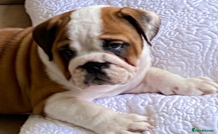 English Bulldog dogs - Advert 1