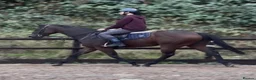 Irish Thoroughbred horses for sale: Smartie  - fun loving allrounder type  - Advert 4