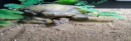 Leopard Gecko reptiles for sale: Baby leopard geckos  - Advert 4