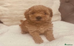 Toy Poodle dogs for sale: Toy poodle puppies - Image 1