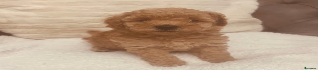Toy Poodle Puppy 4
