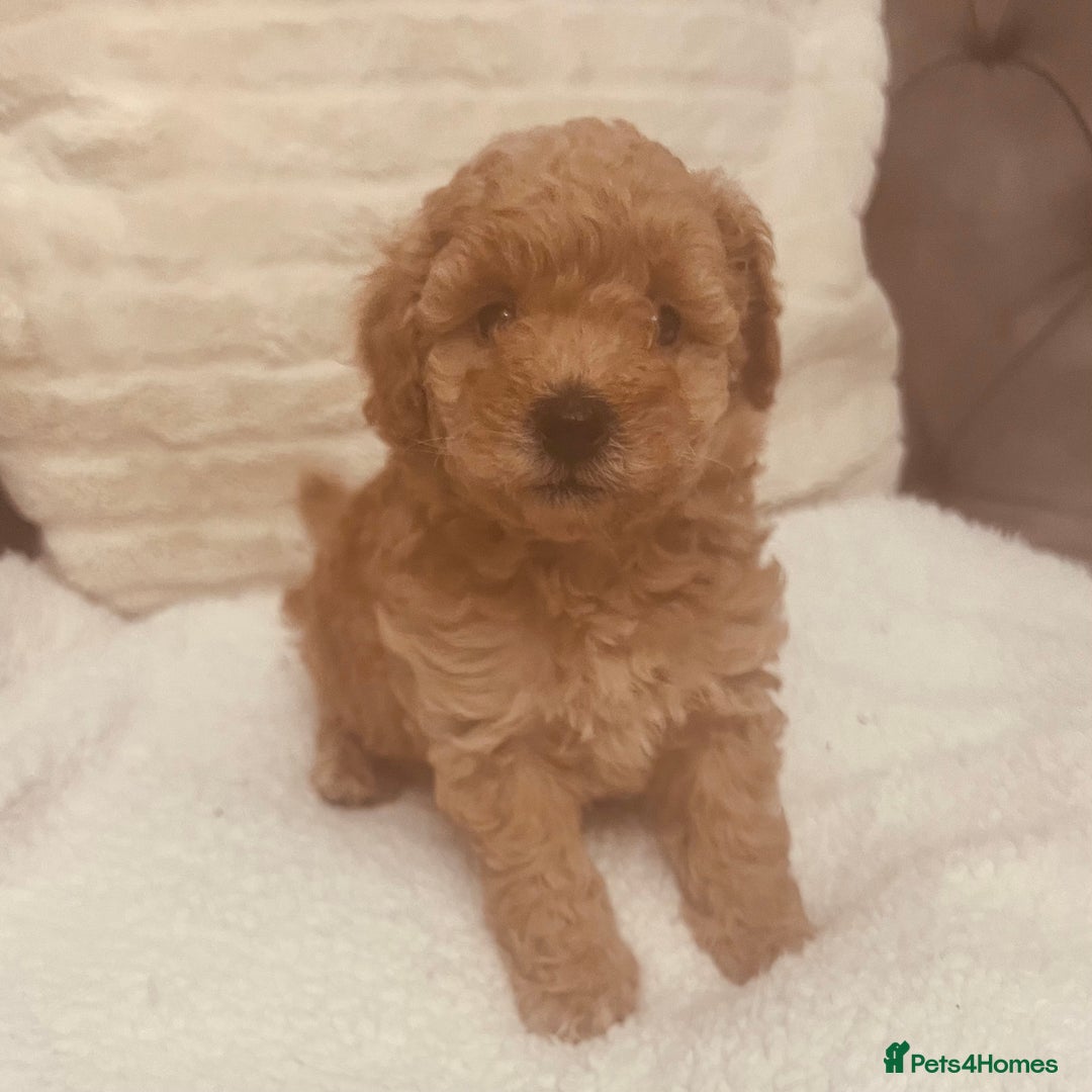 Toy Poodle dogs for sale: Toy poodle puppies - Image 1
